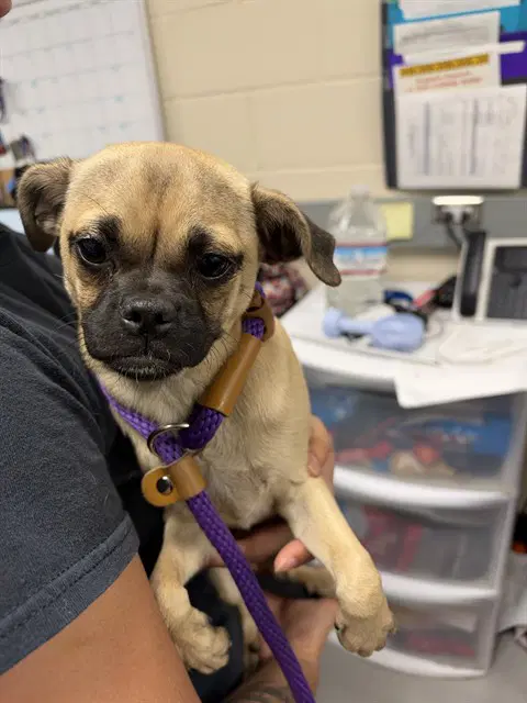 Binky - Pug