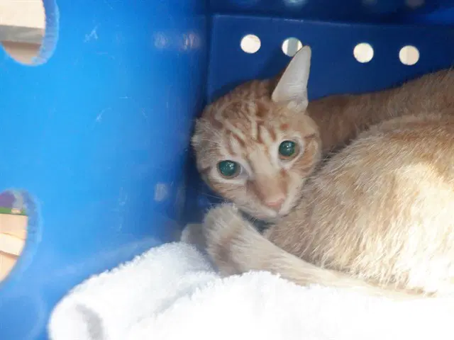 Butter - Domestic Short Hair