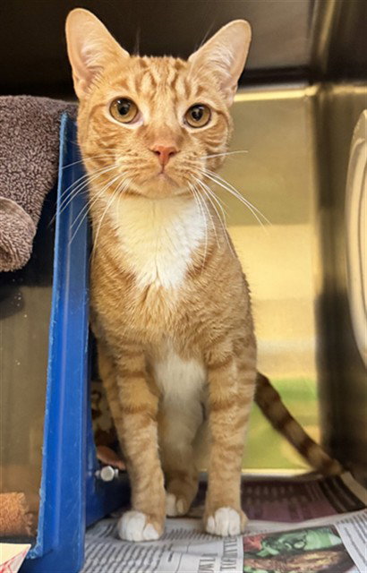 BUTTER, a cat for adoption from San Jose Animal Care Center
