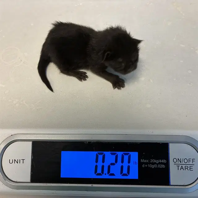 Angel - Domestic Short Hair