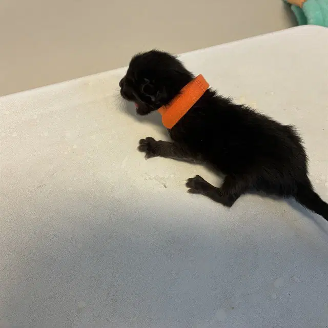 Dom - Domestic Short Hair
