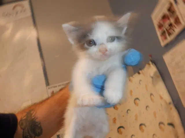 Pinky - Domestic Short Hair