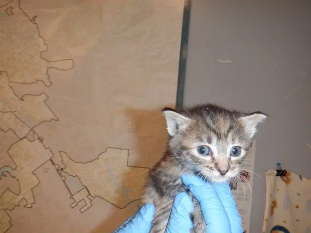 Tinky - Domestic Short Hair
