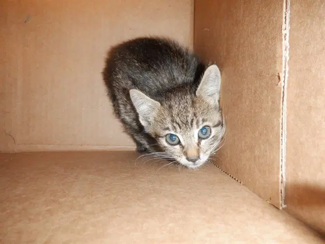 Fresa - Domestic Short Hair
