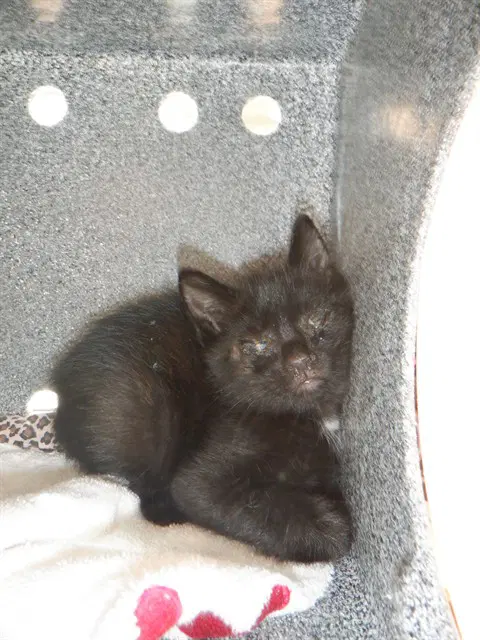 Stacks - Domestic Short Hair