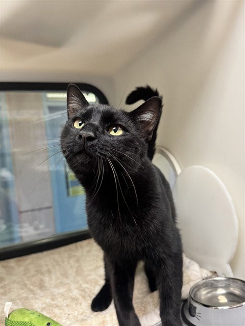 LALO, a cat for adoption from San Jose Animal Care Center