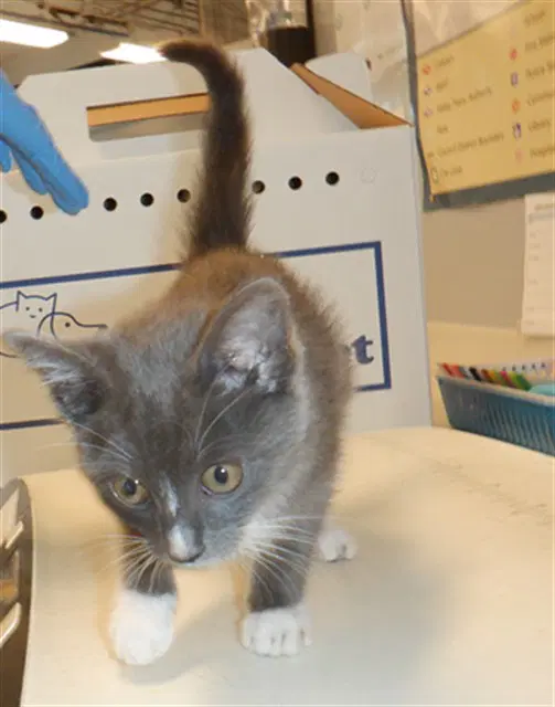 Unknown - Domestic Medium Hair