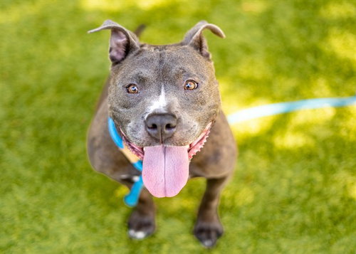 TRAVI, a dog for adoption from San Jose Animal Care Center