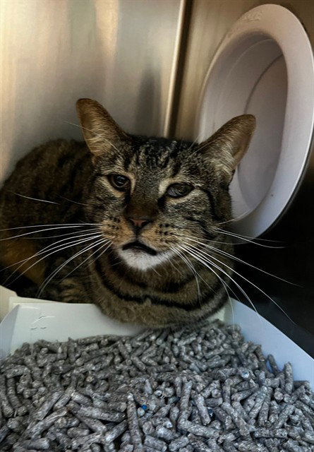 SEPURRUS, a cat for adoption from San Jose Animal Care Center