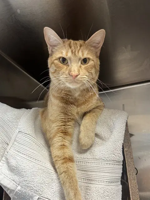 Tinker - Domestic Short Hair