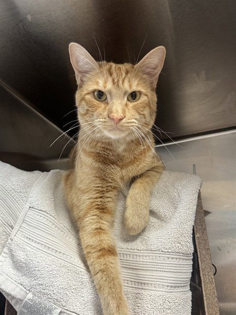 TINKER, a cat for adoption from San Jose Animal Care Center