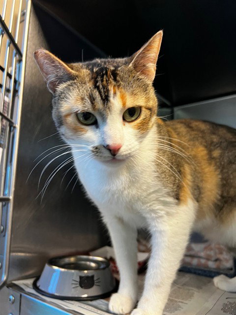 HISSARINA, a cat for adoption from San Jose Animal Care Center