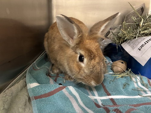 JOLLIBEE, a rabbit for adoption from San Jose Animal Care Center