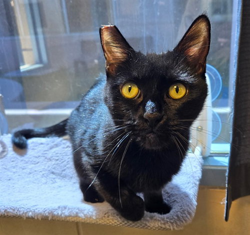 PUMPKIN, a cat for adoption from San Jose Animal Care Center