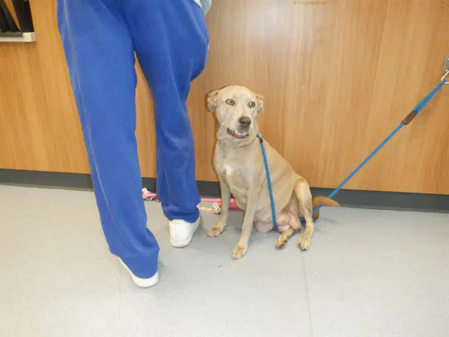 Tati - Labrador Retriever