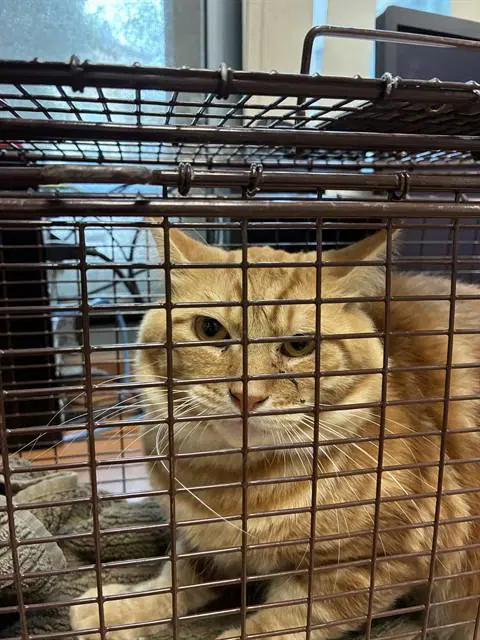 Gabriel - Domestic Medium Hair