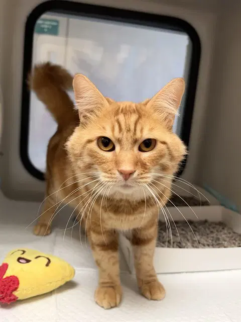 Gabriel - Domestic Medium Hair