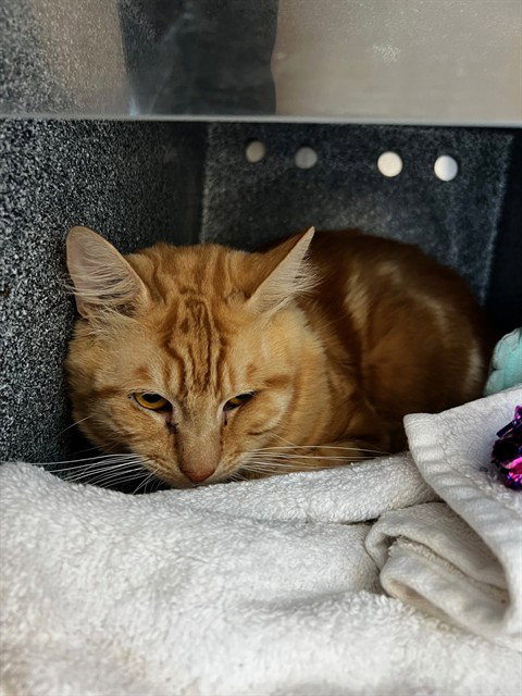 RONALD, a cat for adoption from San Jose Animal Care Center
