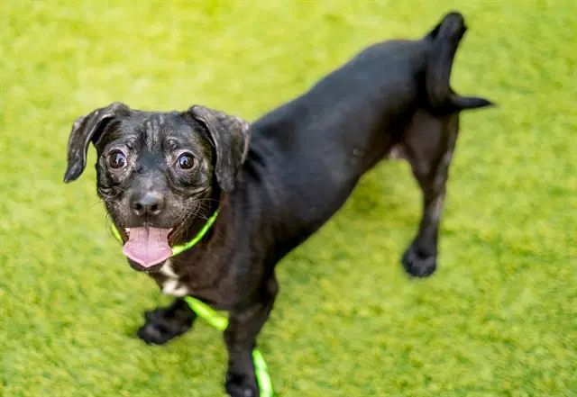 Cola - Dachshund