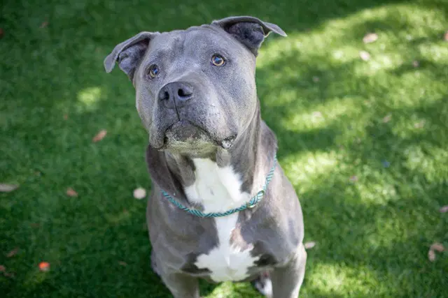Blue - Pit Bull Terrier