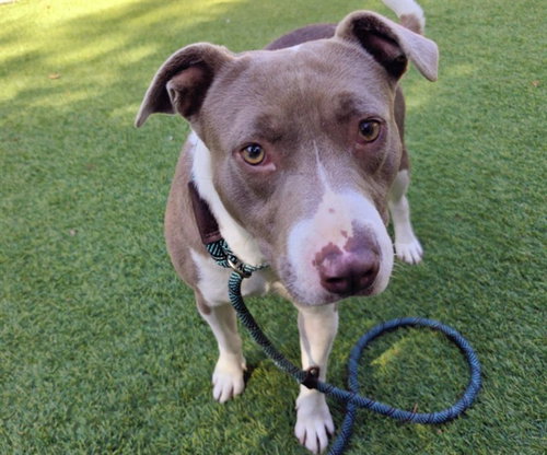 PALOMA, a dog for adoption from San Jose Animal Care Center