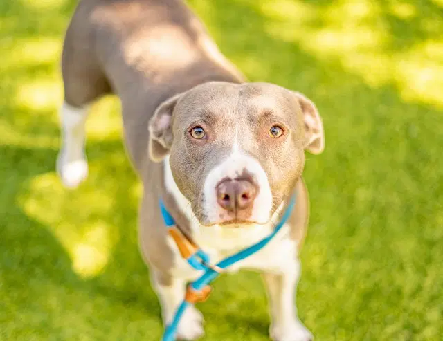 Paloma - Pit Bull Terrier