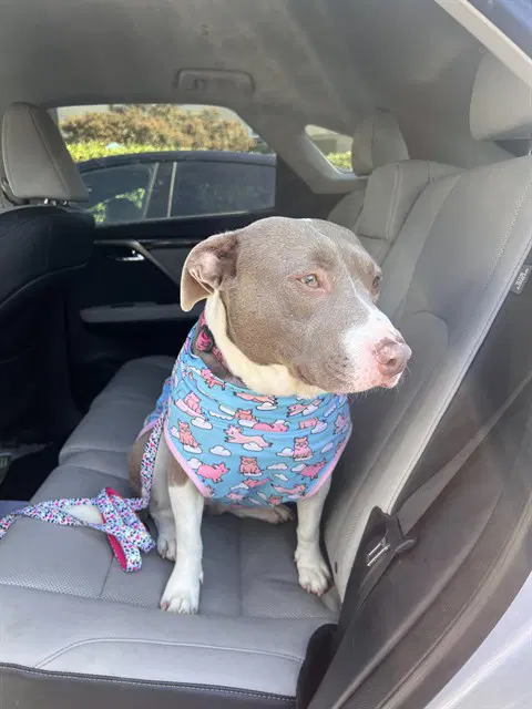 Paloma - Pit Bull Terrier