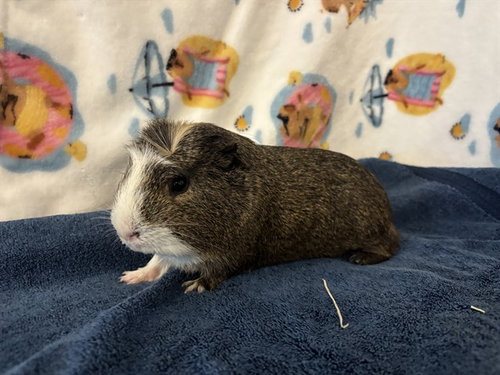 PUMBAA, a guinea pig for adoption from San Jose Animal Care Center