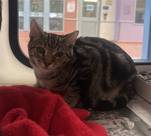 LEO, a cat for adoption from San Jose Animal Care Center