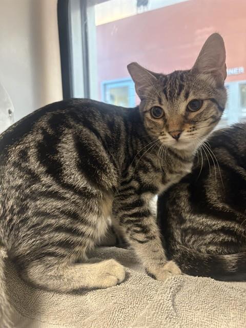 LULU LILY, a cat for adoption from San Jose Animal Care Center