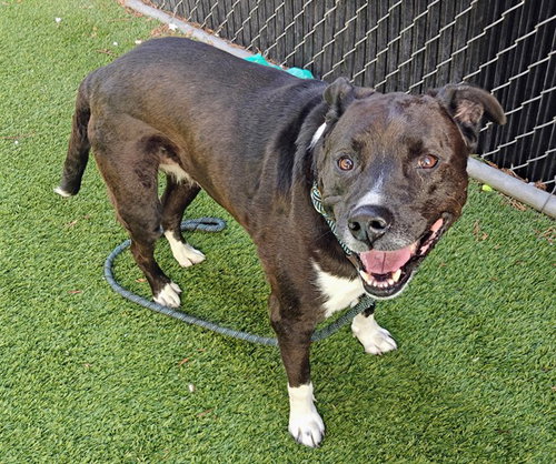 NINA, a dog for adoption from San Jose Animal Care Center