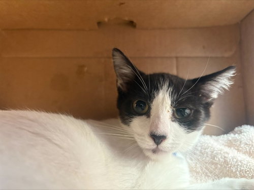 TONY, a cat for adoption from San Jose Animal Care Center