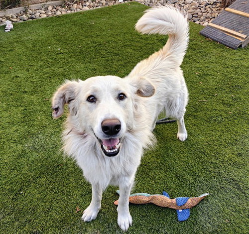 CADET, a dog for adoption from San Jose Animal Care Center