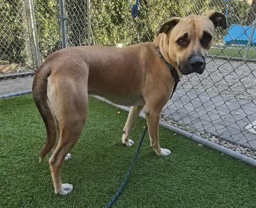 SIMPSON, a dog for adoption from San Jose Animal Care Center