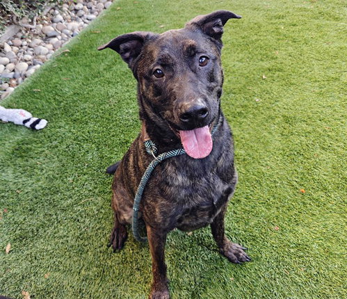 COOPER, a dog for adoption from San Jose Animal Care Center