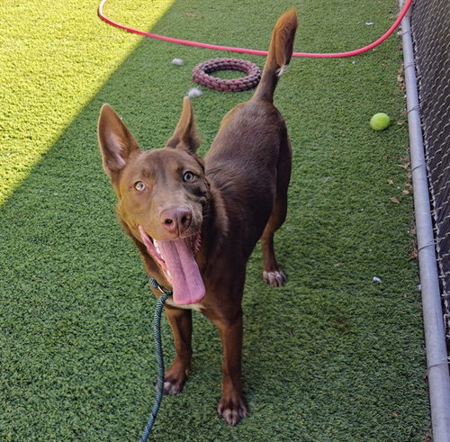GORDON, a dog for adoption from San Jose Animal Care Center