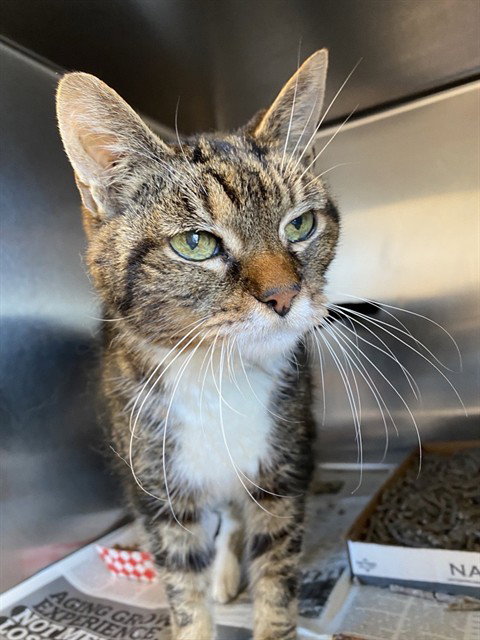 LAVENDER, a cat for adoption from San Jose Animal Care Center