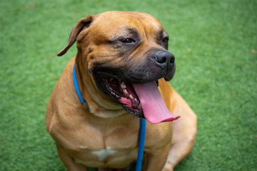 GENO, a dog for adoption from San Jose Animal Care Center