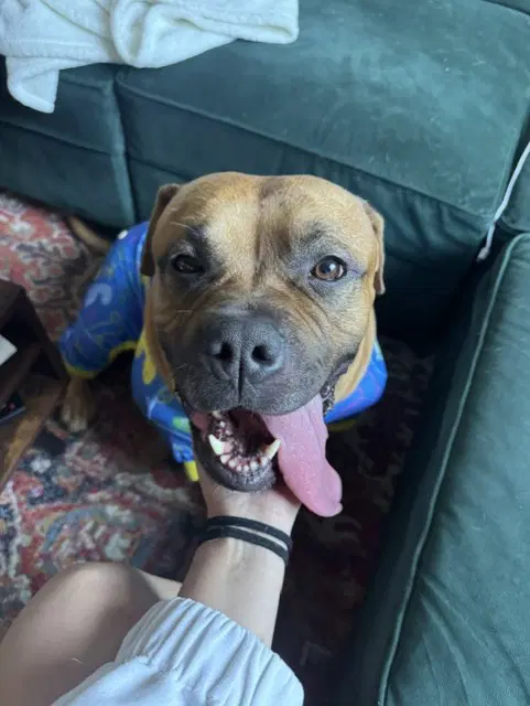 Geno - Bullmastiff