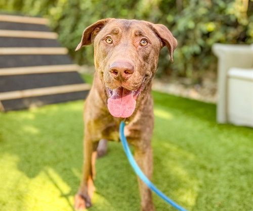 COPPER, a dog for adoption from San Jose Animal Care Center