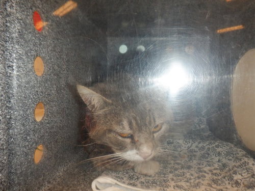 MEEMOW, a cat for adoption from San Jose Animal Care Center