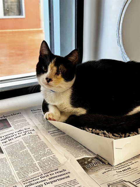 CROUTON, a cat for adoption from San Jose Animal Care Center