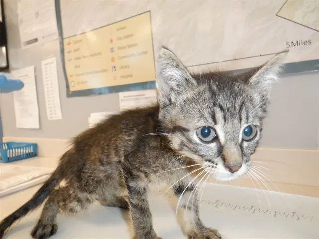 Timber - Domestic Short Hair