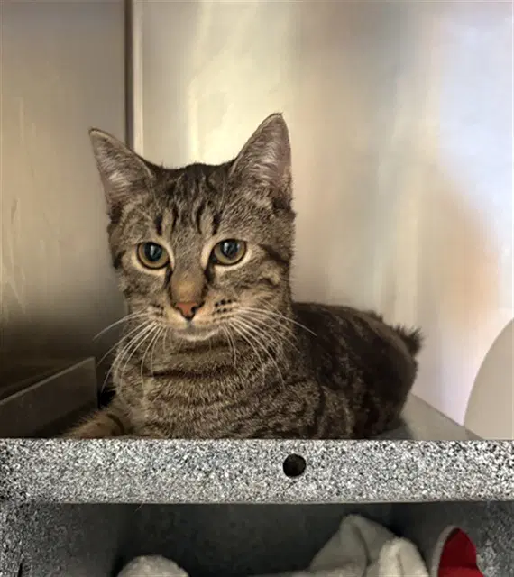 Timber - Domestic Short Hair