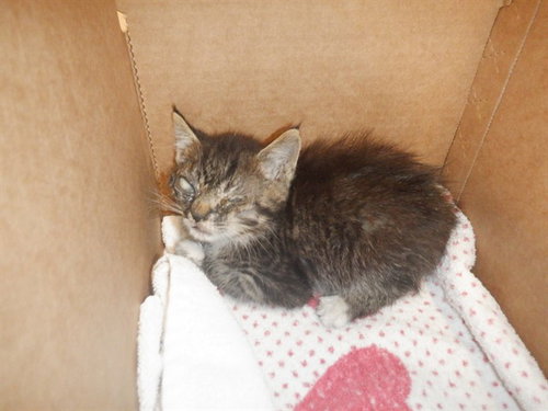 MONEY, a cat for adoption from San Jose Animal Care Center