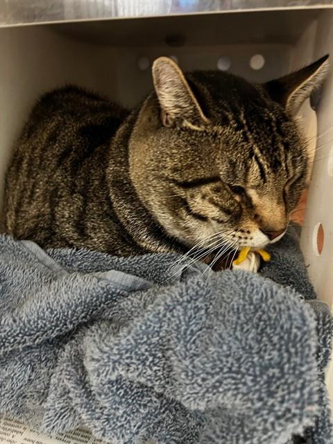 HOWARD, a cat for adoption from San Jose Animal Care Center