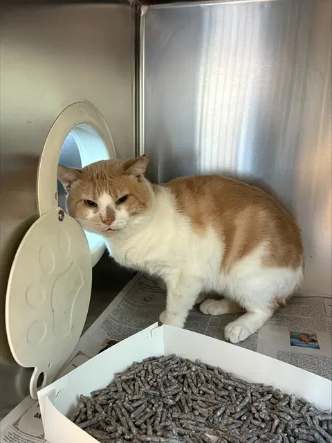 Stewie - Domestic Short Hair