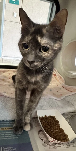 Lina