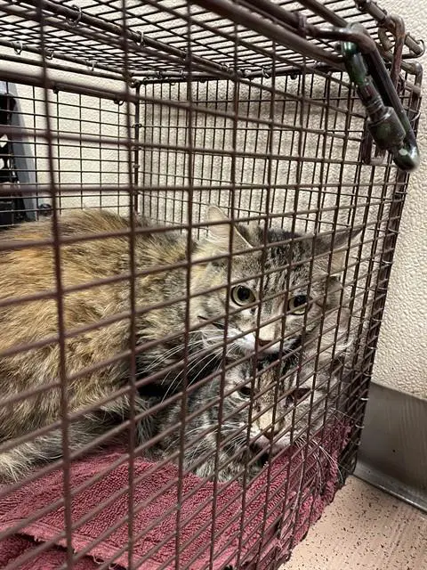 Tulip - Domestic Short Hair