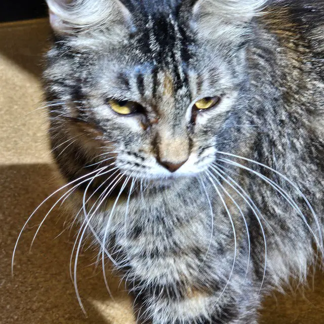 Tulip - Domestic Short Hair